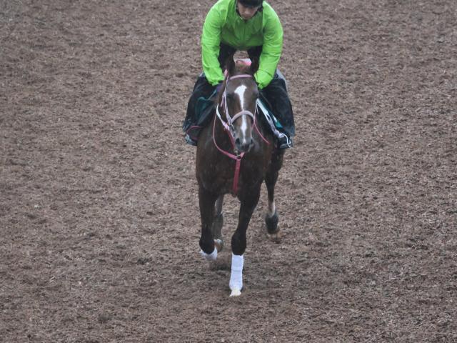 【POG】良血チェルヴァーラが栗東CWで躍動/馬三郎のつぶやき