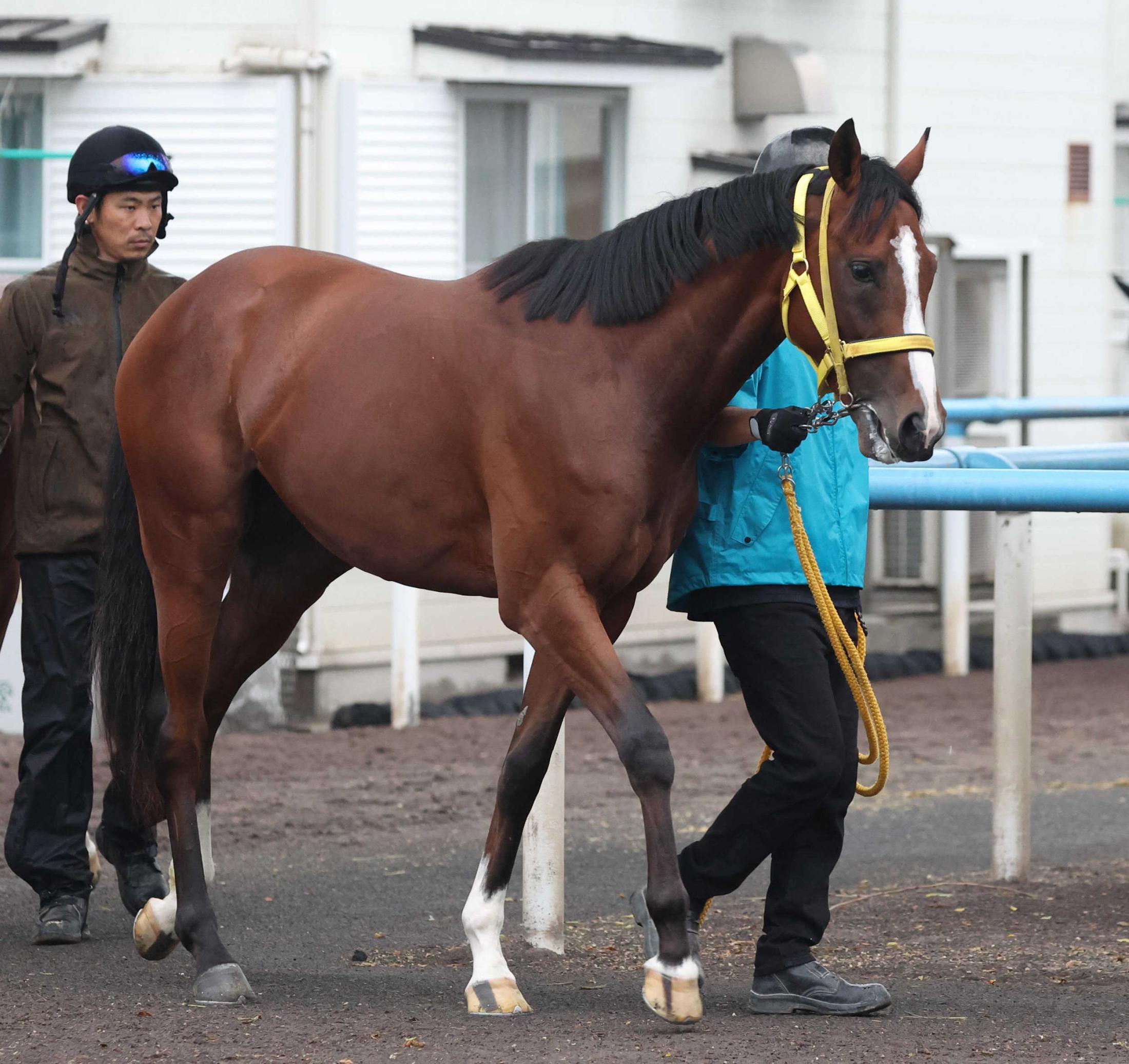 【新馬戦】セイウンダイフク　前向きさ十分　洋芝も問題なし　武豊は死角なしを強調「ゲートの天才ですから」