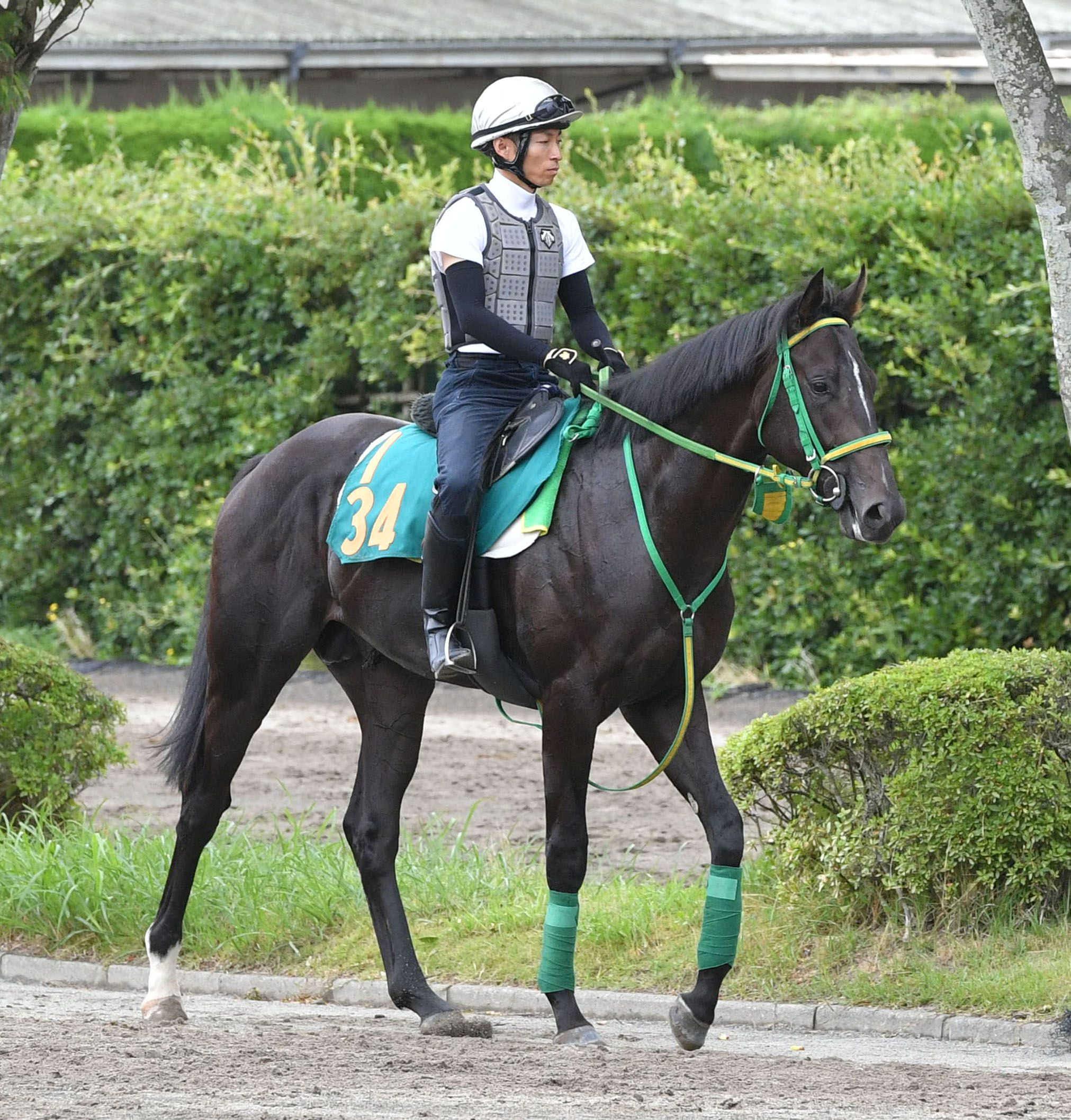 【新馬戦】ジーネキング　偉大な父コントレイルに初勝利届ける　取引価格７２００万円の期待馬　大野「前進気勢がある」