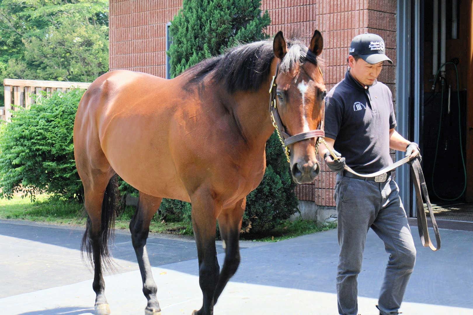 ドウデュース産駒が来春にも誕生予定　既に１５０頭以上の種付け完了　数々の偉業残した英雄の２世に期待高まる