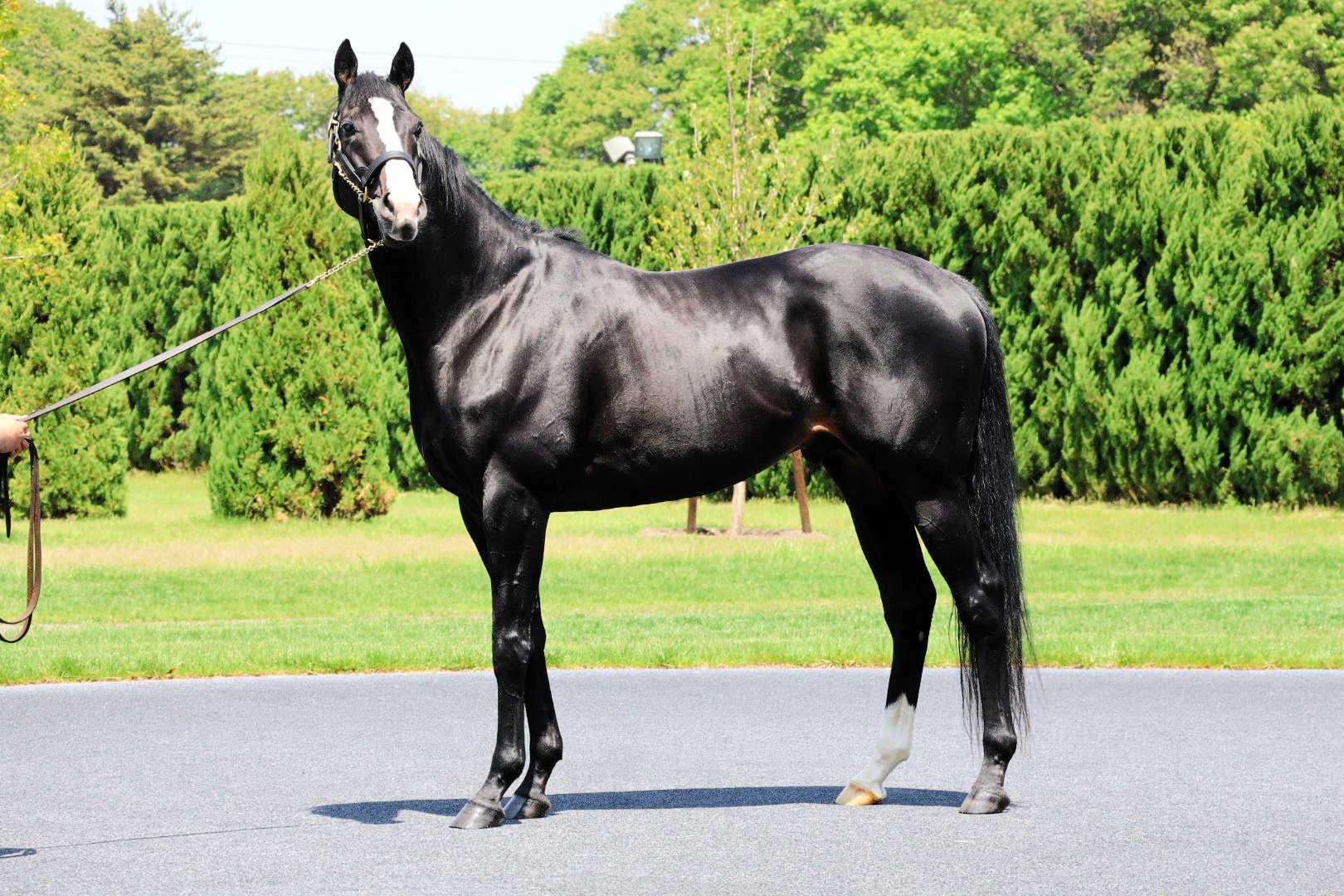イクイノックスは種牡馬でも優等生　産駒が今夏セレクトセールで初披露　新たなステージでも偉大な父キタサンブラックの背中追う