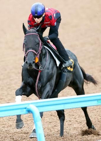 【ラジオNIKKEI賞】坂路で調整ショウナンマクベスは追い切り後も好気配　武市調教師「力みもなく雰囲気いい」