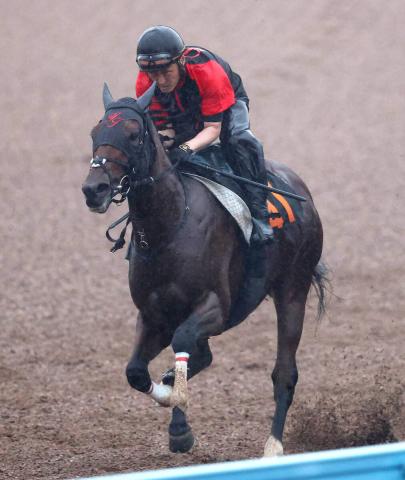 【ラジオNIKKEI賞】血統馬モティスフォントは追い切り翌日も順調　陣営「落ち着いている」