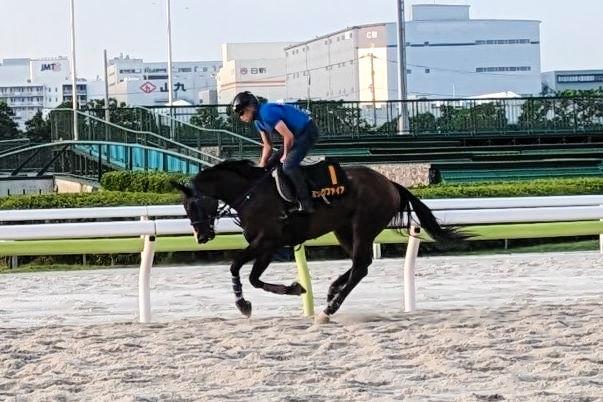 【地方競馬】帝王賞　ミックファイアが好追い切り　巻き返しに態勢は整った
