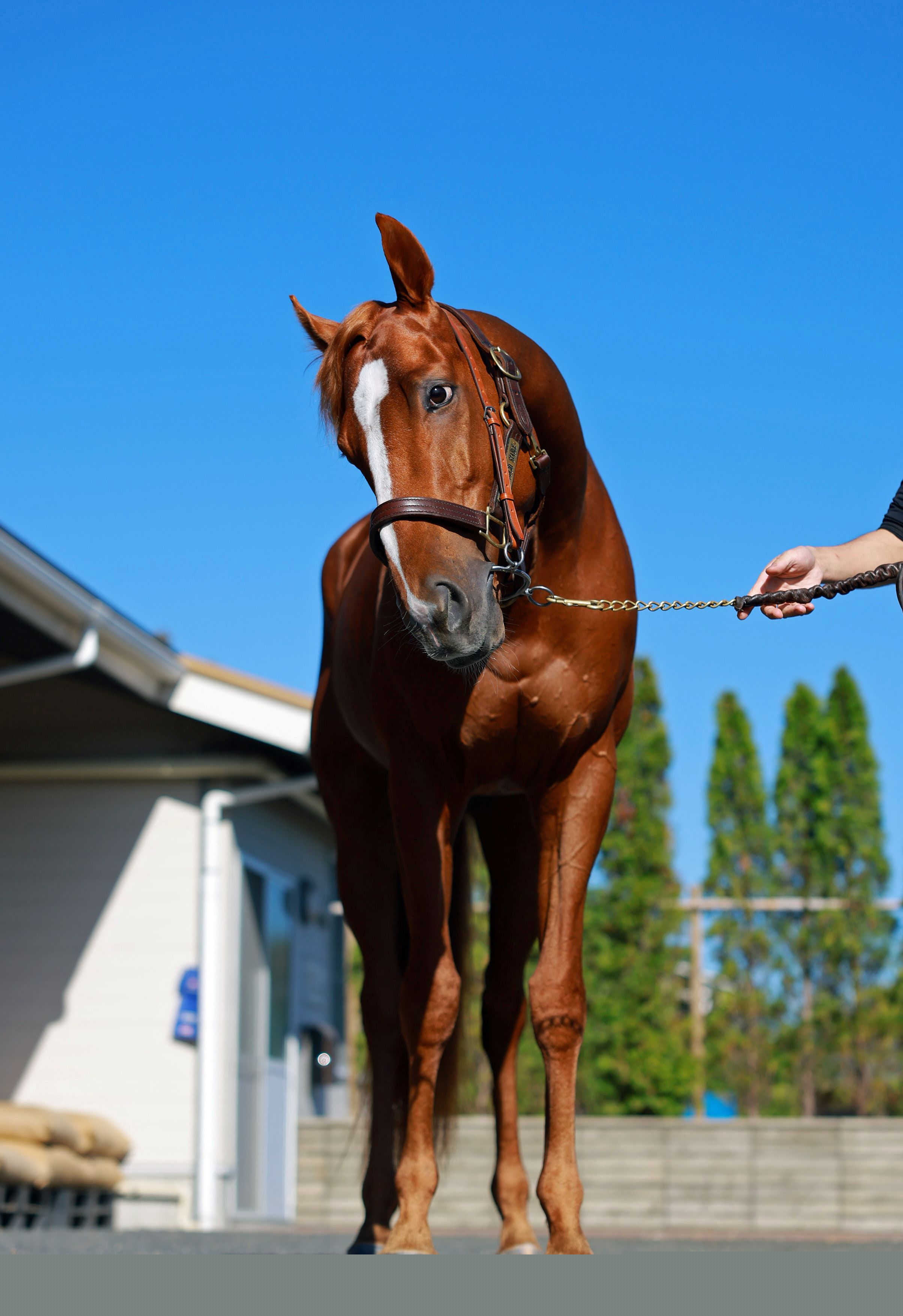 春盾２着のビザンチンドリームが凱旋門賞挑戦へ　フォワ賞からのローテで日本馬の悲願成就目指す