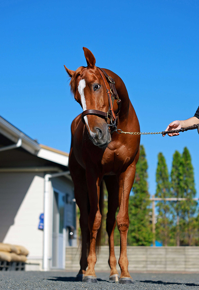 春盾２着のビザンチンドリームが凱旋門賞挑戦へ　フォワ賞からのローテで日本馬の悲願成就目指す
