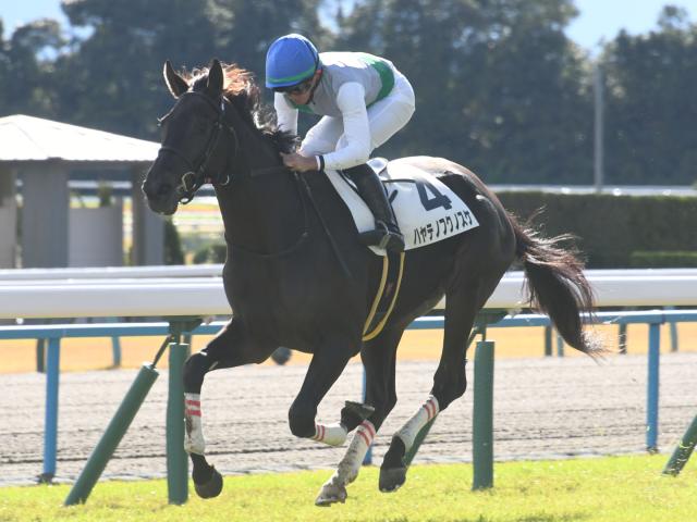 【函館記念前日オッズ】ハヤテノフクノスケが2.9倍で1番人気