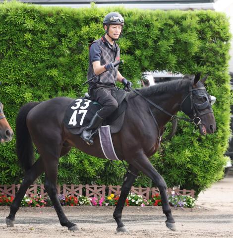 【ラジオNIKKEI賞】超混戦の前日オッズ!　1番人気はセンツブラットの6・2倍　続く2頭が6・3倍