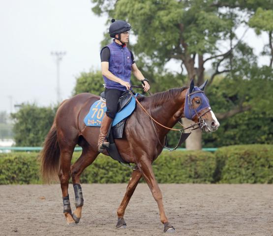 【帝王賞】充実著しい4歳馬ミッキーファイトが初のビッグタイトルを狙う　田中博調教師「ダート馬らしくなって」