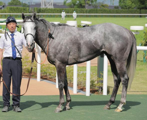 【北九州記念】2連勝でオープン入りの“二刀流“ヤマニンアルリフラ　斉藤崇調教師「重賞に入っても見劣りしない」