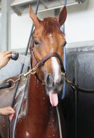 【北九州記念】充実一途のアブキールベイが重賞連勝へ　坂口調教師「芯が入ってきた感じがある」