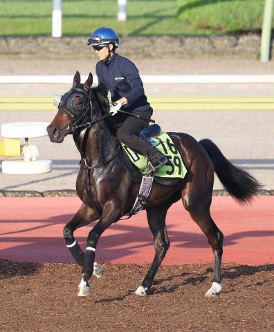 【福島新馬戦】アランカール名血継ぐ原石!母はオークス馬シンハライト