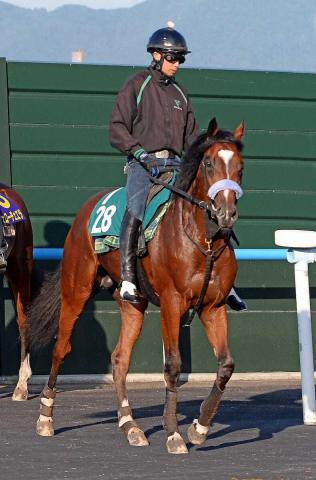 【函館新馬戦】ショウナンガルフ　叔母重賞勝ちの良血　須貝師も期待大「最初から評価している」