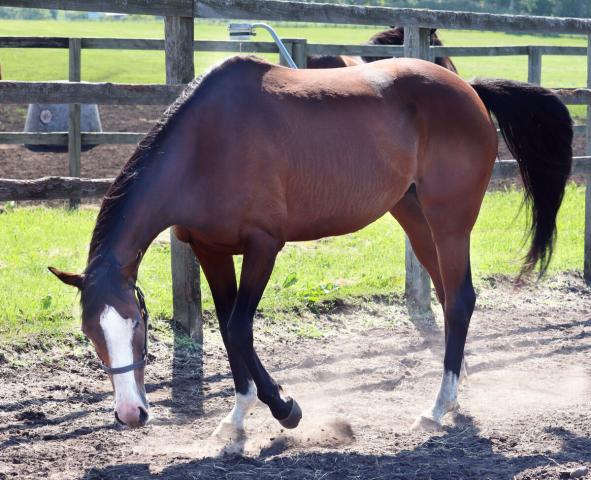 "最小のアイドルホース"メロディーレーンが第二の馬生　19年に338キロでJRA最少馬体重勝利記録更新