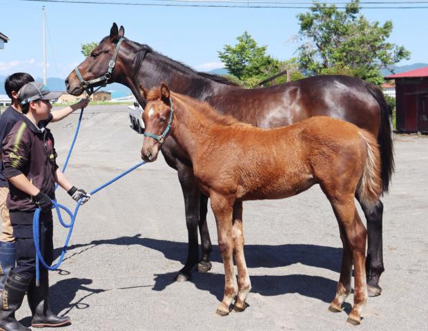 史上初無敗3冠牝馬デアリングタクトの今…引退後に北海道で繁殖入り　3月に初子出産　イクイノックスとの子も受胎