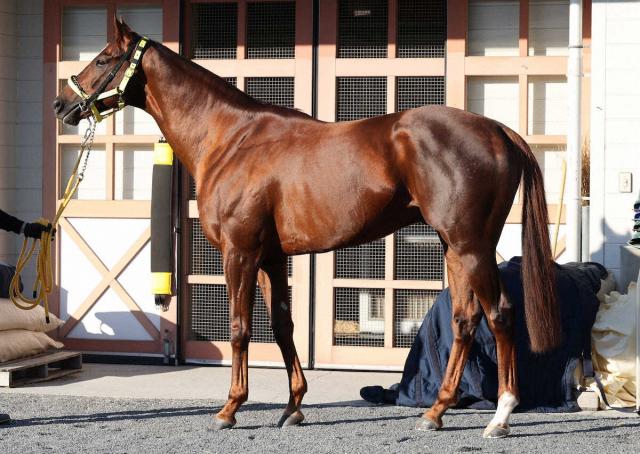 【帝王賞】メイショウハリオが食道閉塞で競走除外　症状は軽く3日間の休養、加療を要するとの診断