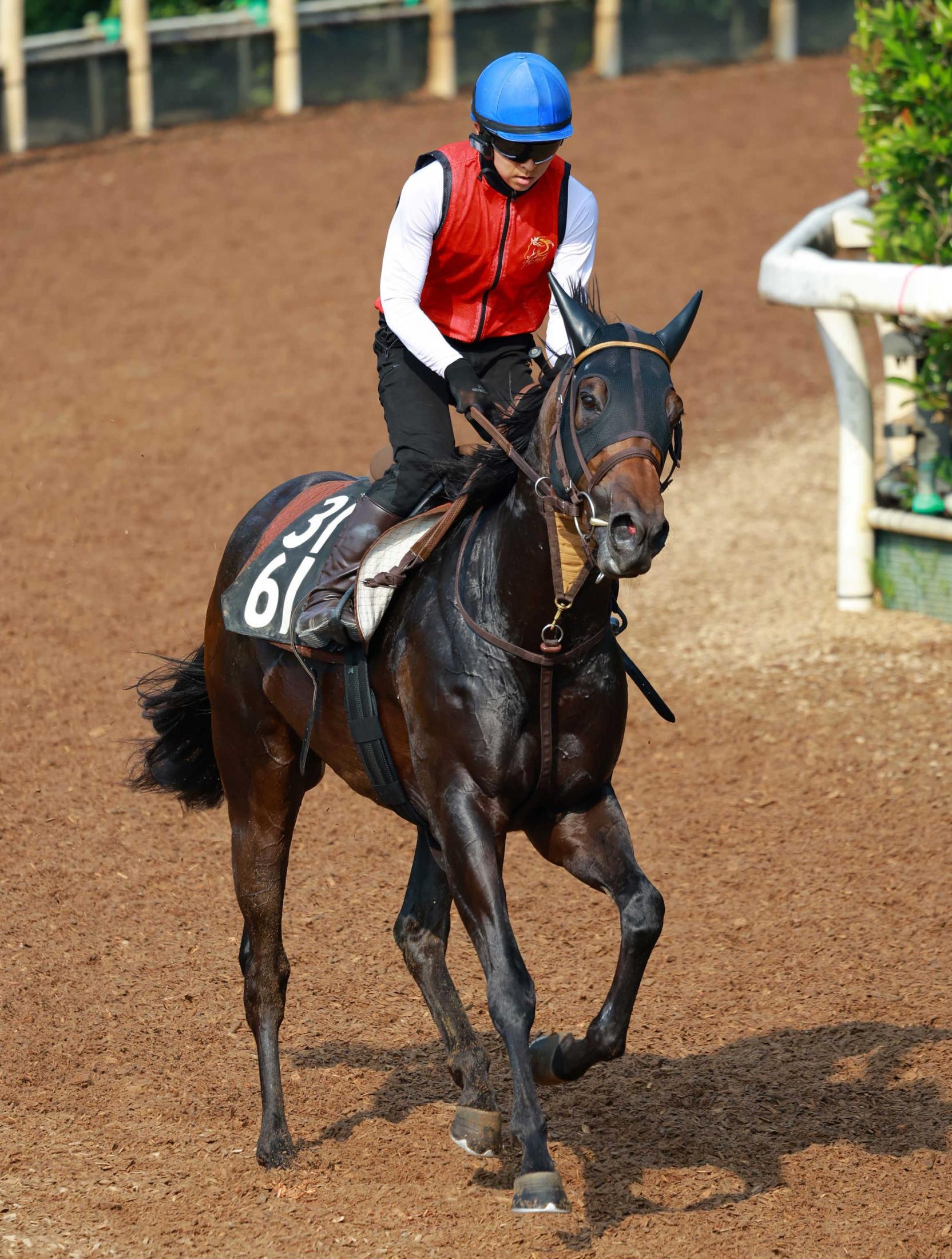 【北九州記念】クラスペディア　重賞初Ｖへ気合十分　初の古馬戦も小崎に任せた