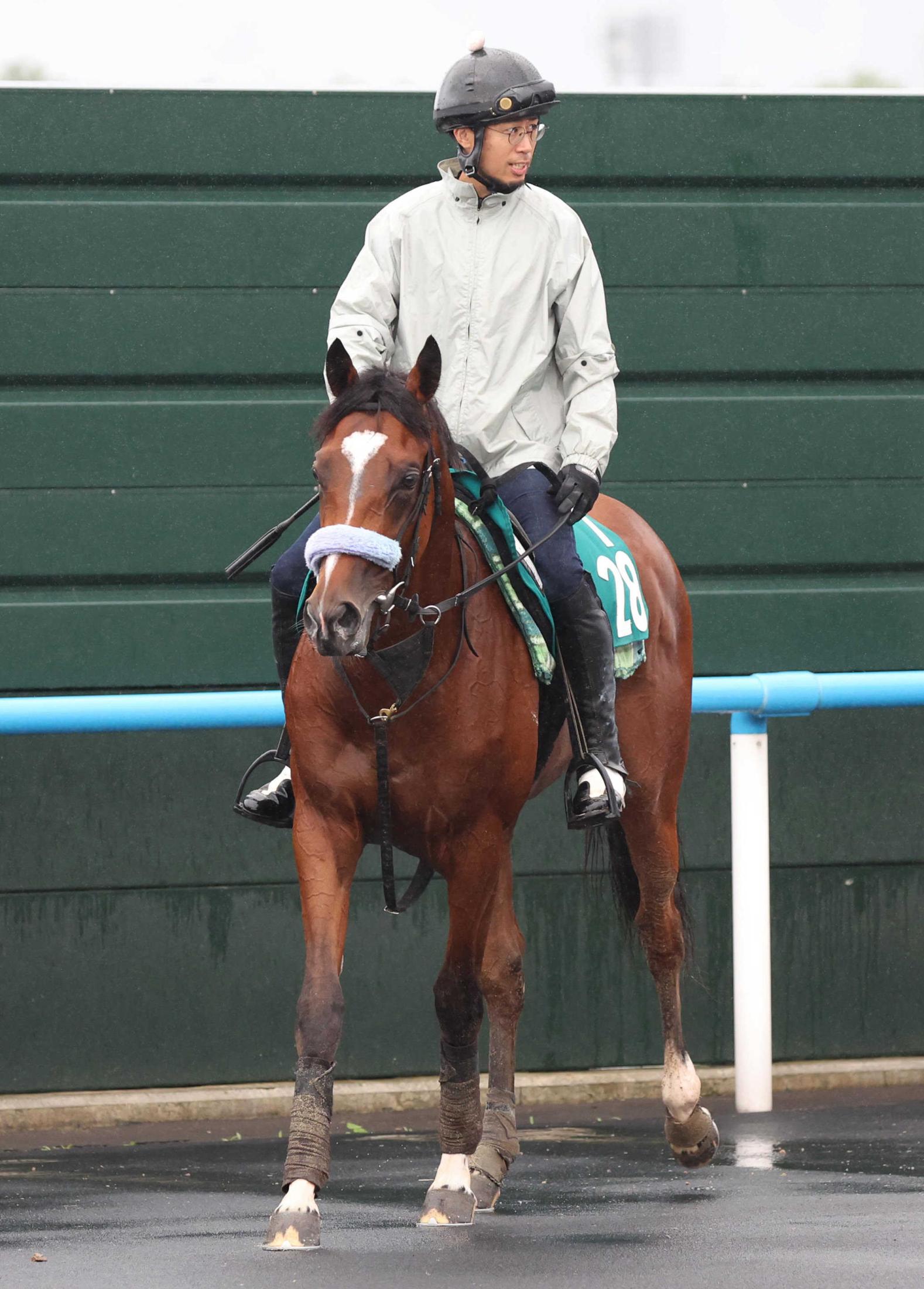 【新馬戦】ショウナンガルフ　落札額２億円越えの良血馬　須貝師「持っているものはすごくいい。楽しみ」
