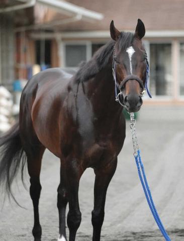 【北九州記念】メイショウソラフネ　重賞V機来た!陣営は仕上がりに太鼓判