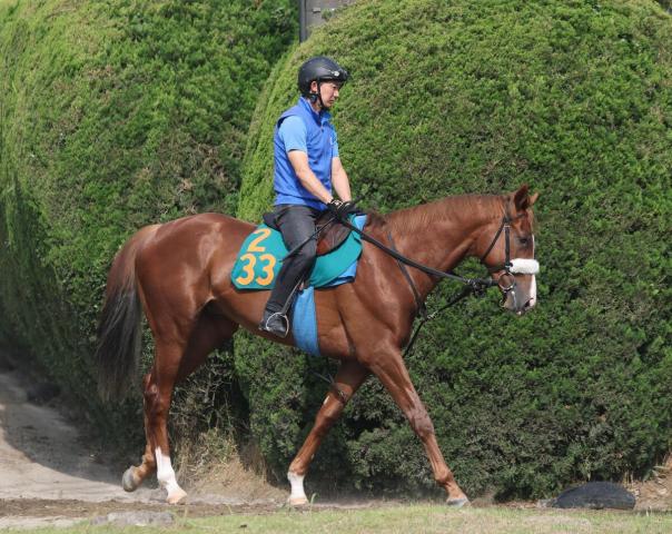 【POG】アーモンドアイの2番子プロメサアルムンドが夏の新潟デビューに向けて順調　国枝調教師「いい感じだよ」