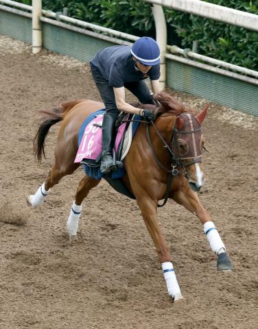 【北九州記念】アブキールベイが重賞連勝へ坂路を軽快　坂口調教師「ハンデ差を生かしたい」
