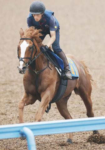 【ジュライS】ジョージテソーロはオープン昇級初戦も嘉藤調教師「楽しみ」