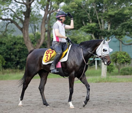 【ジュライS】アピーリングルックは集中力十分に併入　2戦ぶり手綱の大野拓弥騎手「小回りコースはいい」