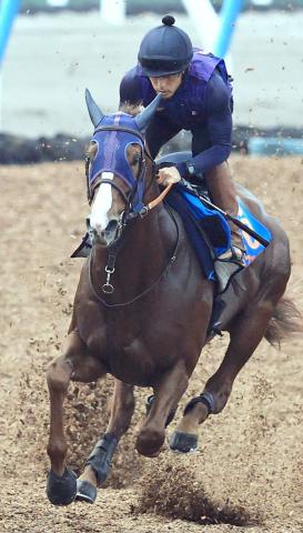 【帝王賞】V最有力候補のミッキーファイトは「ダート馬らしくなってきた」…出走馬の陣営コメント
