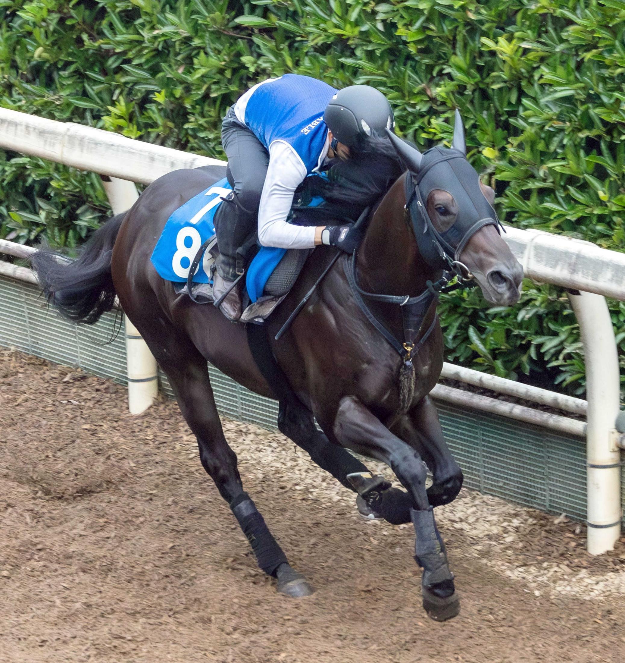 【北九州記念】ヨシノイースター仕上がり万全　７歳夏の今が充実期　爪の不安も解消「いい状態キープできている」