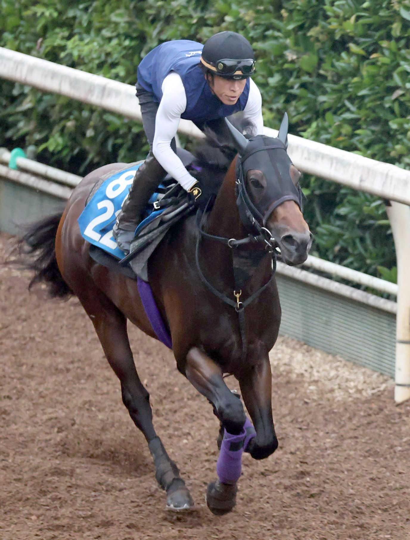 【北九州記念】ロードフォアエース　状態上がった　栗東坂路で好気配発散　友道師「順調に来ています」