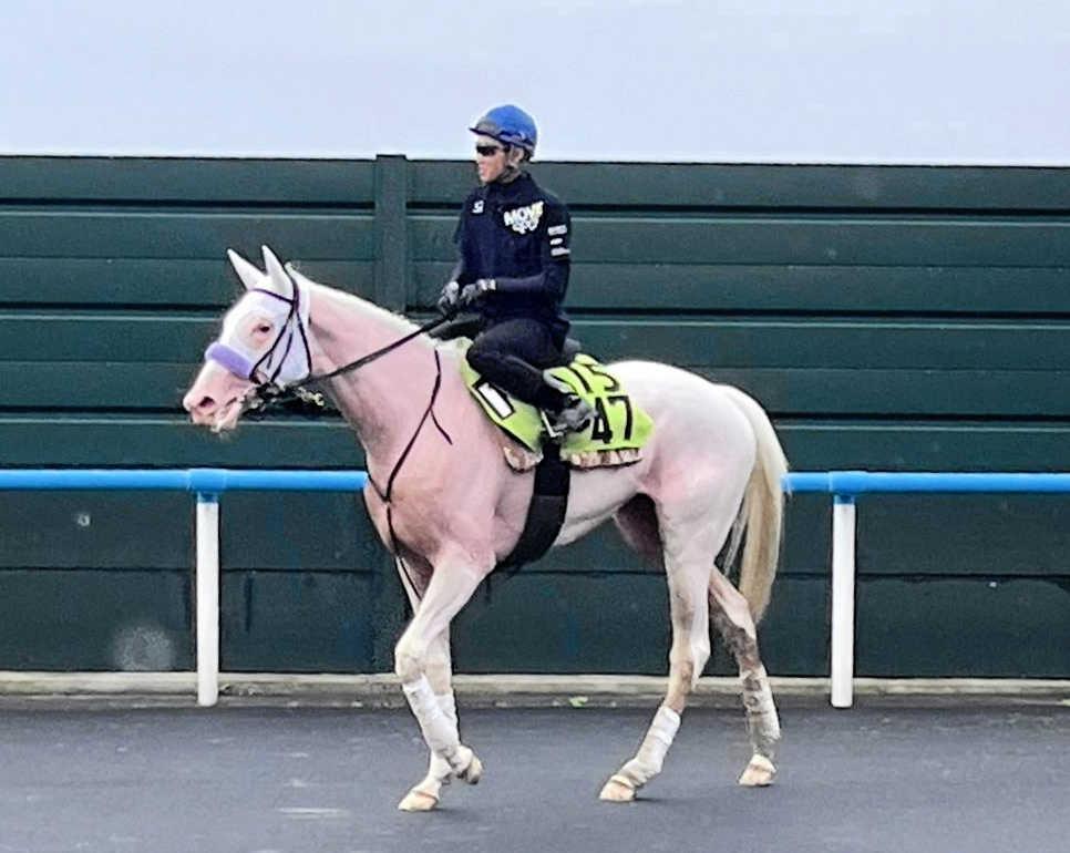 白毛馬マルガ　武豊と初コンタクト　Ｇ１・３勝馬ソダシ半妹が１２日函館で初陣