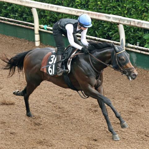 【北九州記念】クラスペディアは坂路でパワフル　小崎綾也騎手「レースモードになっている」