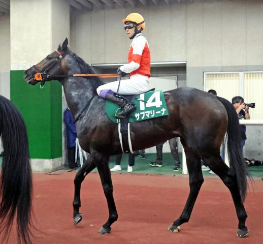 【注目馬動向】武豊騎手とのコンビ継続でサブマリーナは9月に開催時期変更のチャレンジCへ