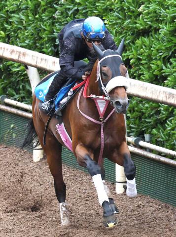 【注目馬動向】かしわ記念、さきたま杯とJpn1連勝中のシャマル　秋は南部杯からの始動が決定
