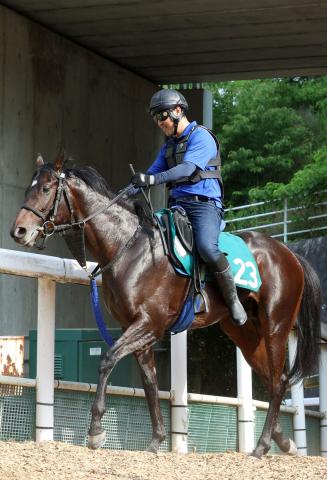 【POG】好調な新種牡馬インディチャンプ産駒のブレナヴォン　兄バハルダールと同じ池江厩舎から6日デビュー
