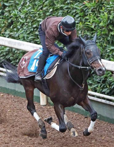 【古馬・注目馬動向】9歳ダンディズムは小倉記念で高杉吏麒騎手と初コンビ
