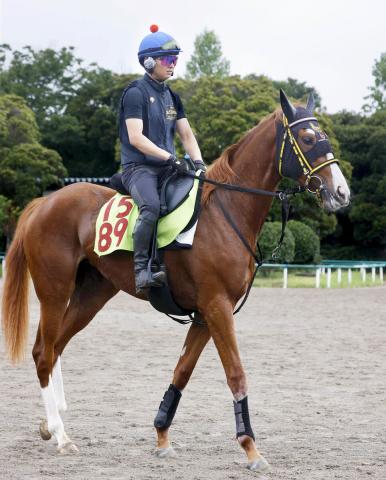 【POG】父は欧州G1・5勝馬!　ドルマバフチェは1200メートルがカギ　原優介騎手「ポテンシャルを感じる」