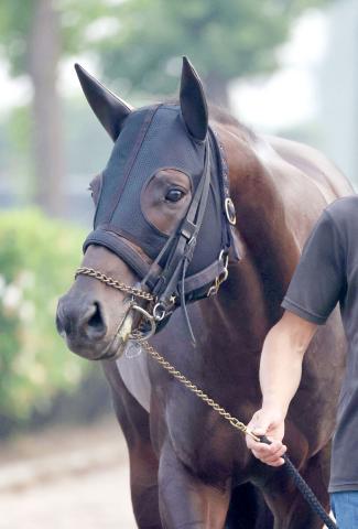 【北九州記念】ヨシノイースターは昨年と同じ8枠から2年越しの悲願へ　鞍上の内田博幸騎手は「里帰りV」狙う