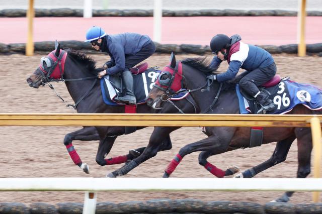 【TVh杯】前走3着のソルトクィーンが滞在2戦目で突破狙う　陣営「このクラスでやれるのは分かった」