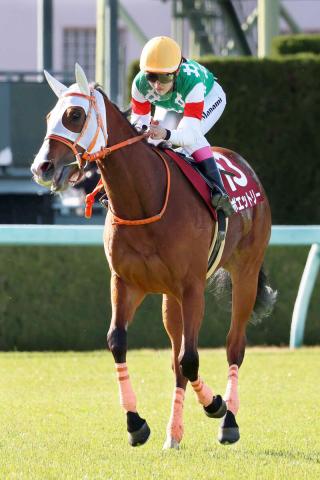 【TVh杯】前走出遅れて6着のポエットリーが巻き返す　昨年函館で2連勝　陣営「スタートだけ」