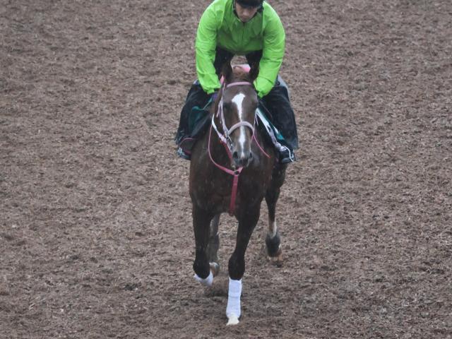 【POG】松下師も期待の良血・チェルヴァーラ、13日の小倉で初陣！/馬三郎のつぶやき