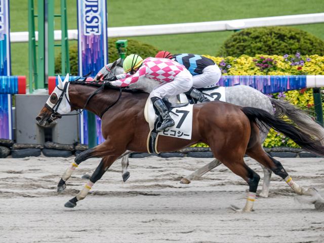 【福島6R】6番人気ピコシーが競り合い制す 2着13番人気、3着10番人気で3連単507万6240円の大波乱