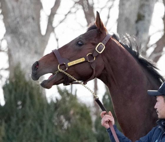 ドウデュース　今夏に検討していた競馬場でのお披露目会は見送りが決定　キーファーズが発表
