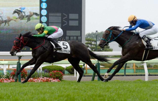 【函館1R・2歳未勝利】3番人気タガノアラリア初勝利を飾る　斎藤「2戦目でいい成長を見せてくれた」