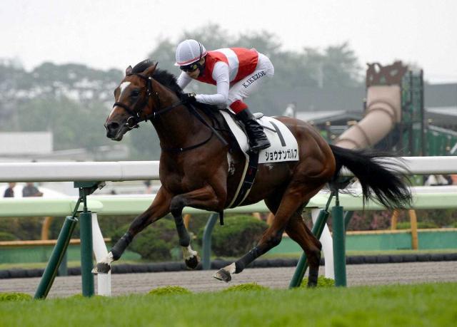 【函館5R・2歳新馬戦】2億円ホースのショウナンガルフ　7馬身差V　須貝師「札幌2歳Sを目指す」
