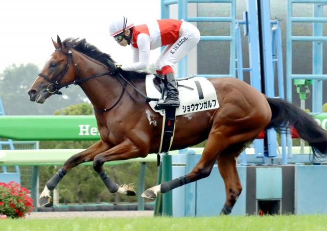 【函館5R・2歳新馬】2・1億円馬ショウナンガルフが7馬身差V　池添謙一騎手「正直、ほぼ追ってない」今後は札幌2歳S目標