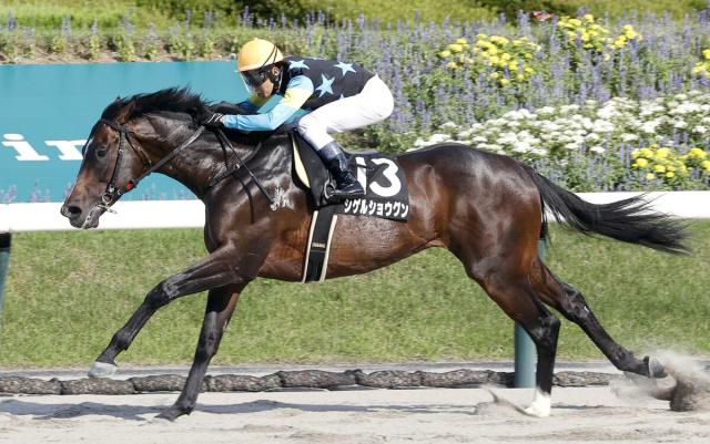 【福島11R・ジュライS】シゲルショウグンが一人旅の5馬身差逃走V　田辺裕信騎手「心肺能力が高い」