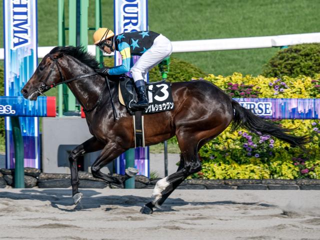 【ジュライS結果】シゲルショウグンが5馬身差圧勝でオープン初V