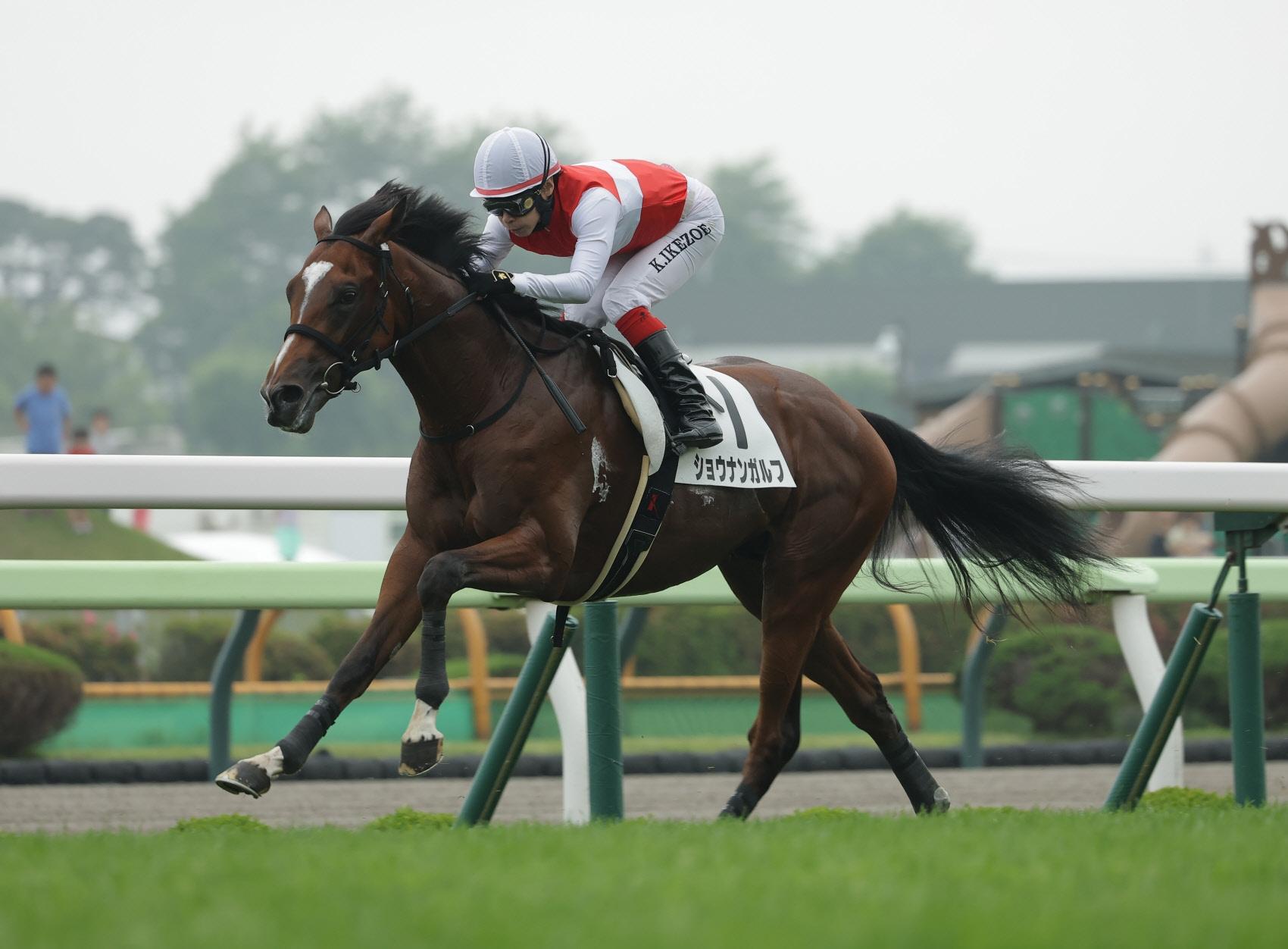 【新馬戦】ショウナンガルフが楽勝劇　取引価格２.１億円付けた良血馬　池添「これから良くなる体つき」