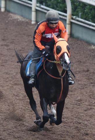 【七夕賞】54キロのハンデが魅力のセブンマジシャン　高野調教師「2000メートルでも問題ないです」